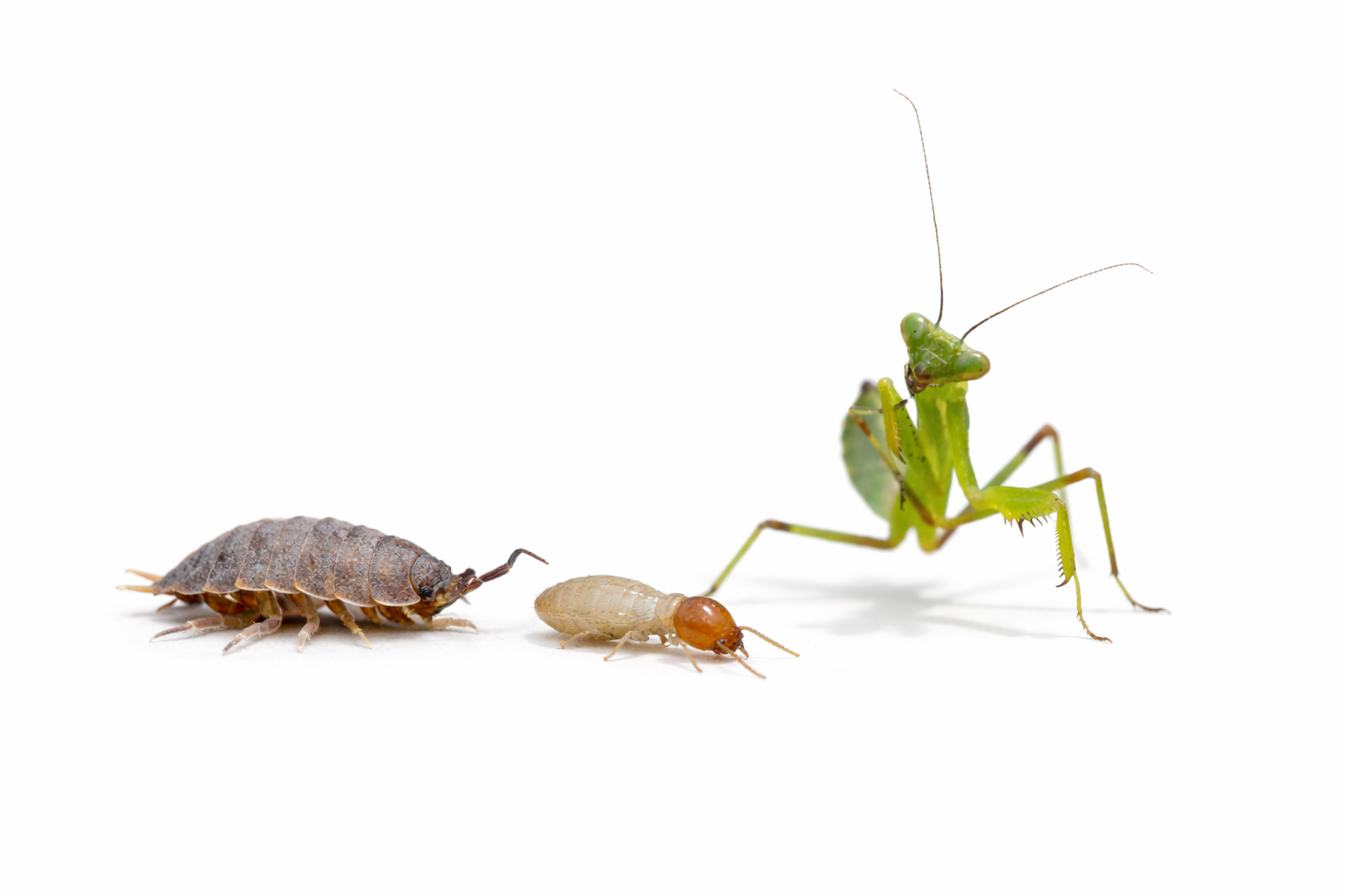 Other Crawlers