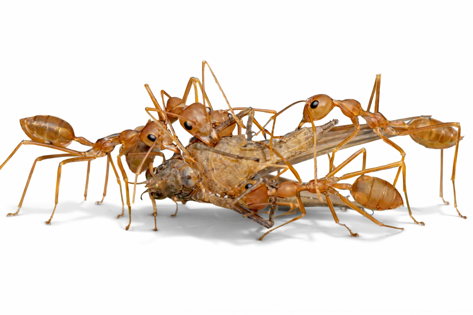 Live Ants