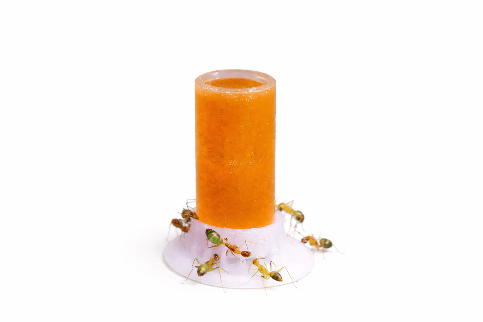 Ant-keeping Supplies