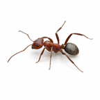 Formica pergandei – Pergande's Amazon Ant Queen / Colony