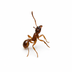 Myrmica rubra – European Fire Ant Queen / Colony