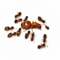 Prenolepis imparis – Winter Ant Queen / Colony