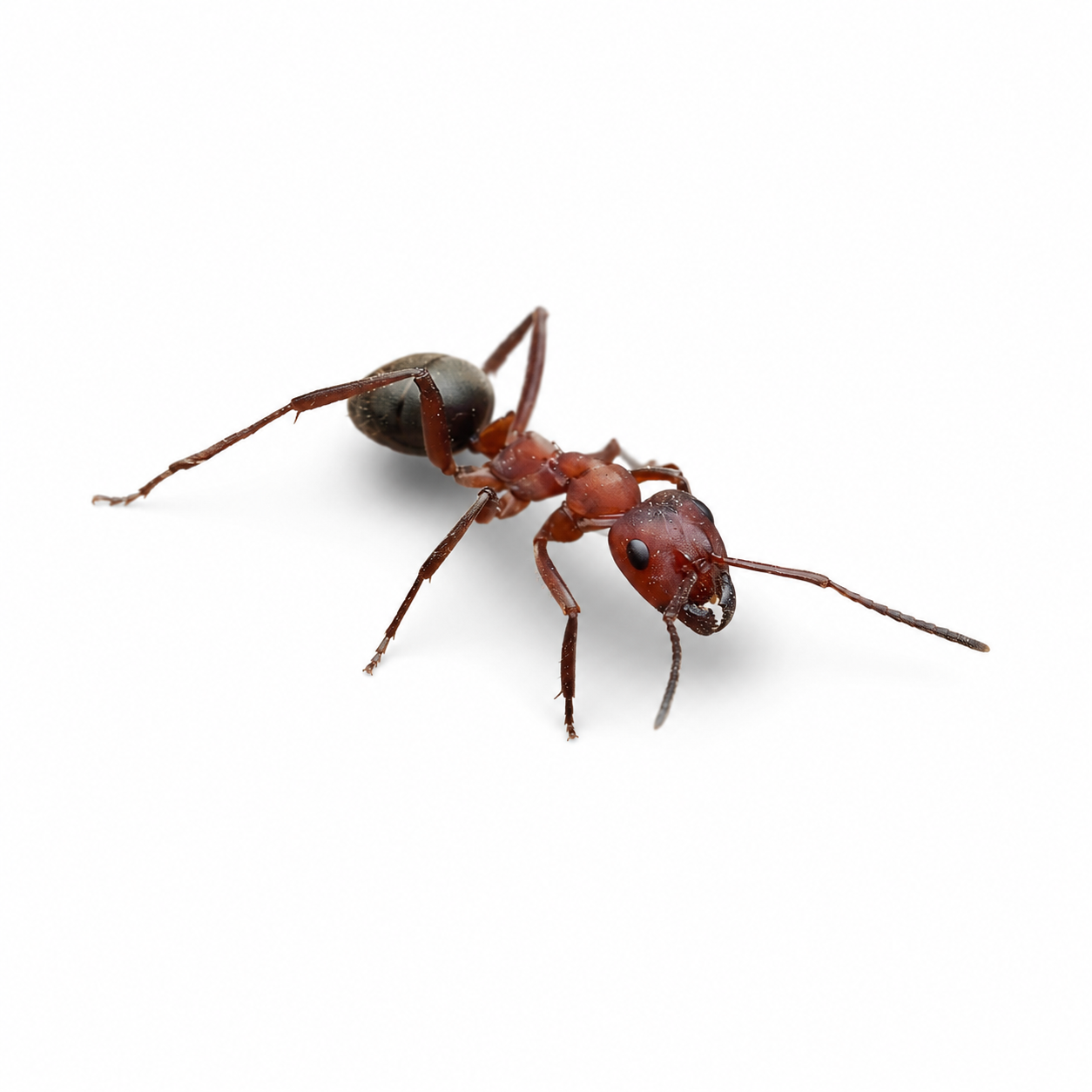 Formica pergandei – Pergande's Amazon Ant Queen / Colony