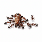 Crematogaster cerasi – Cherry Acrobat Ant Queen / Colony