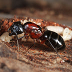 Camponotus novaeboracensis – New York Carpenter Ant Queen / Colony
