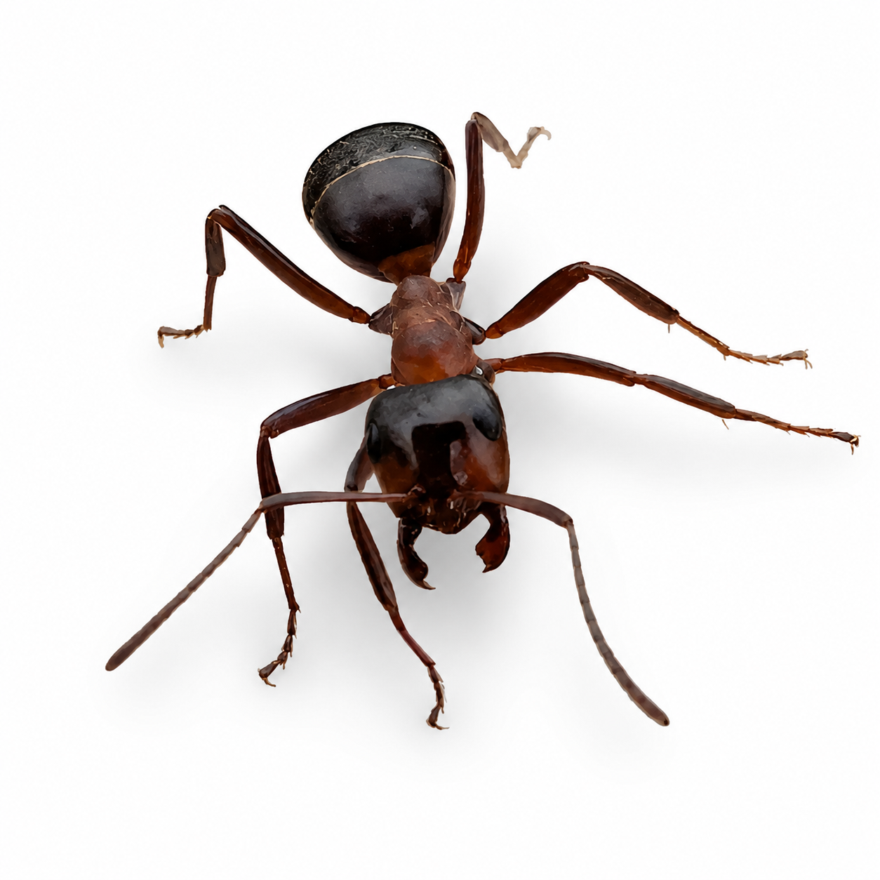 Formica ulkei – Ulke's Mound Ant Queen / Colony