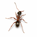Formica neorufibarbis – Boreal Field Ant Queen / Colony