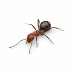 Formica obscuriventris – Shadow Wood Ant Queen / Colony