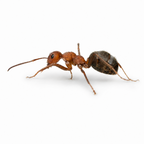 Formica obscuriventris – Shadow Wood Ant Queen / Colony