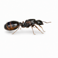 Tetramorium immigrans – Pavement Ant Queen / Colony