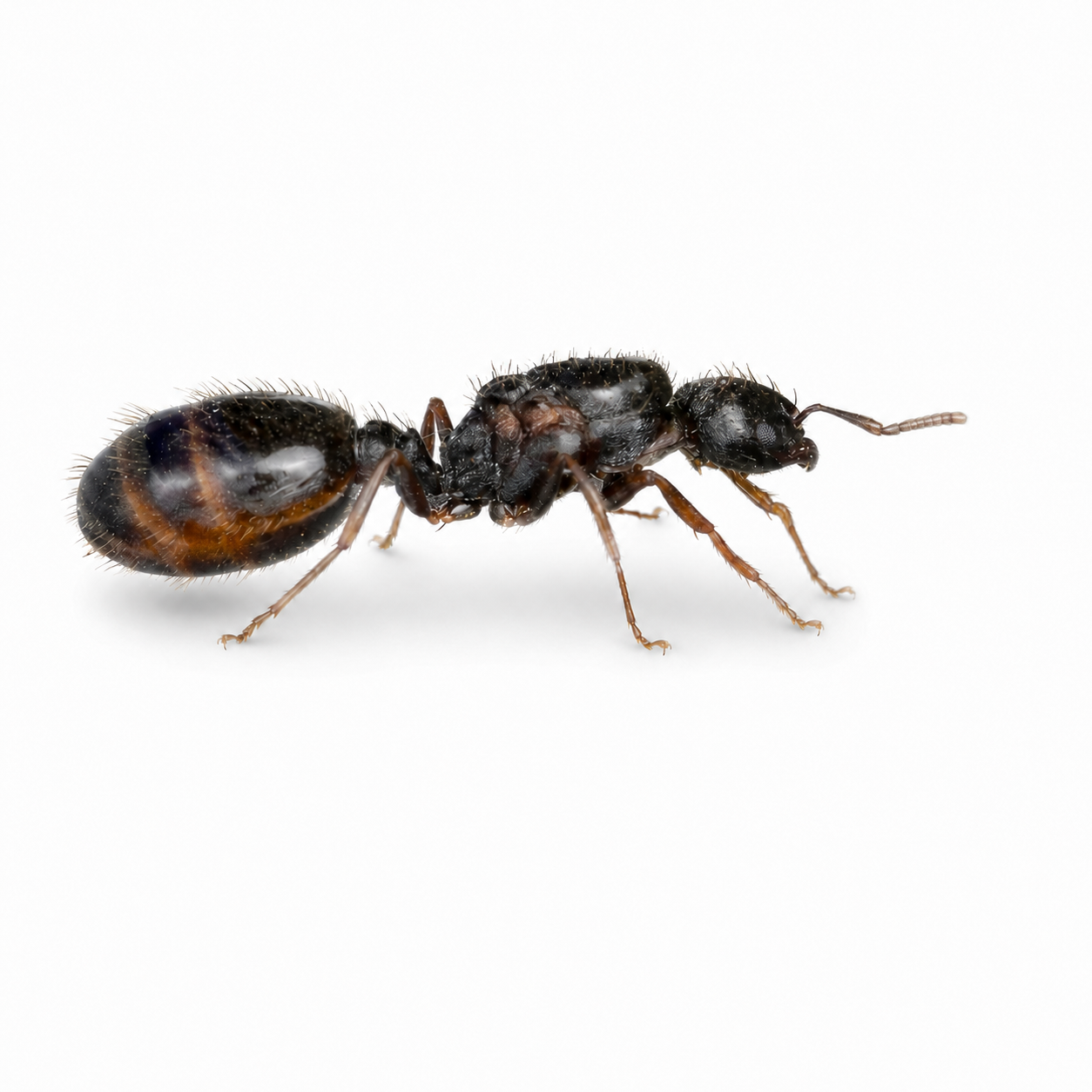 Tetramorium immigrans – Pavement Ant Queen / Colony