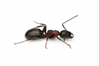 Camponotus novaeboracensis – New York Carpenter Ant Queen / Colony