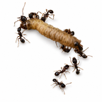 Tetramorium immigrans – Pavement Ant Queen / Colony