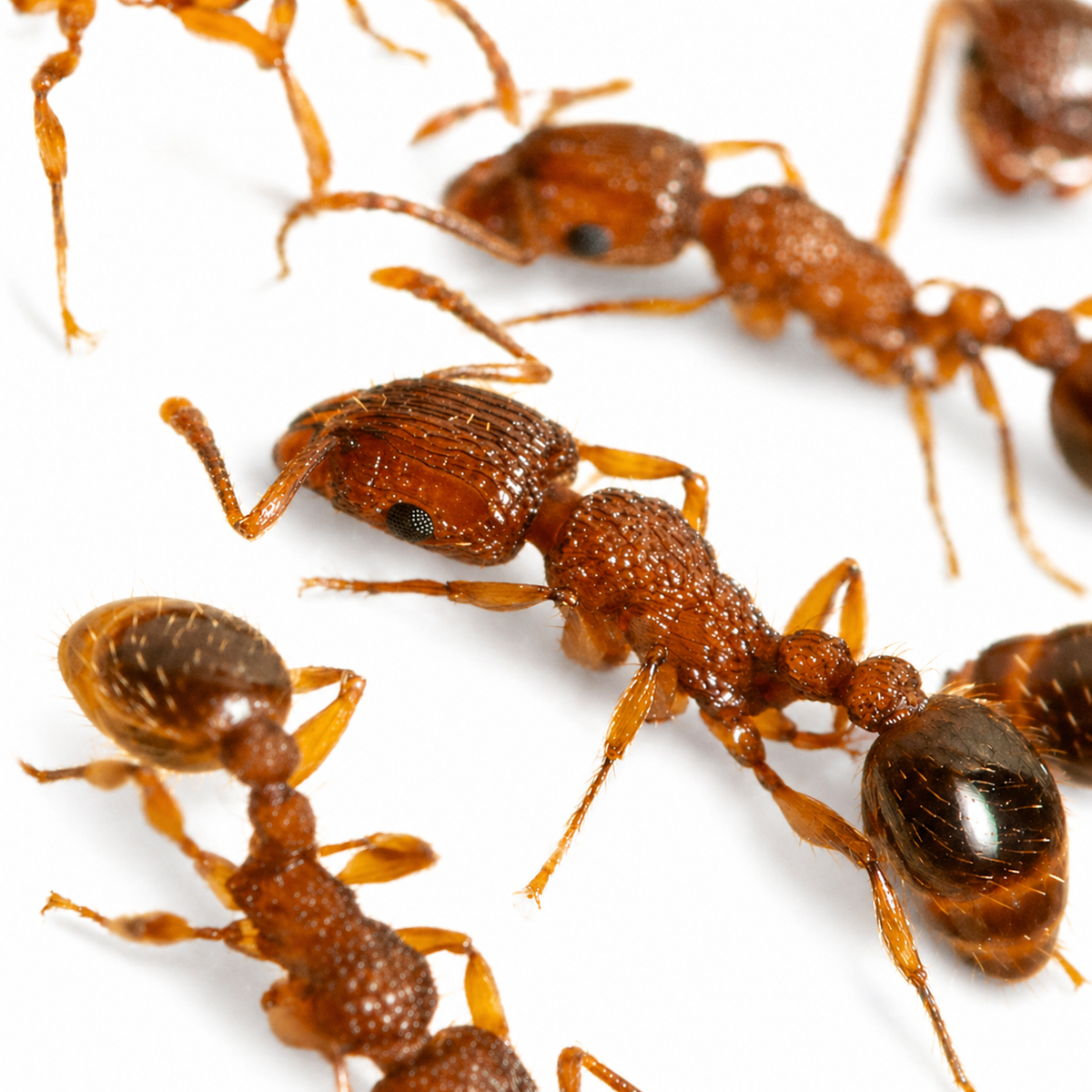 Tetramorium Bicarinatum (Guinea Ant) - Live Queen Ant Colony