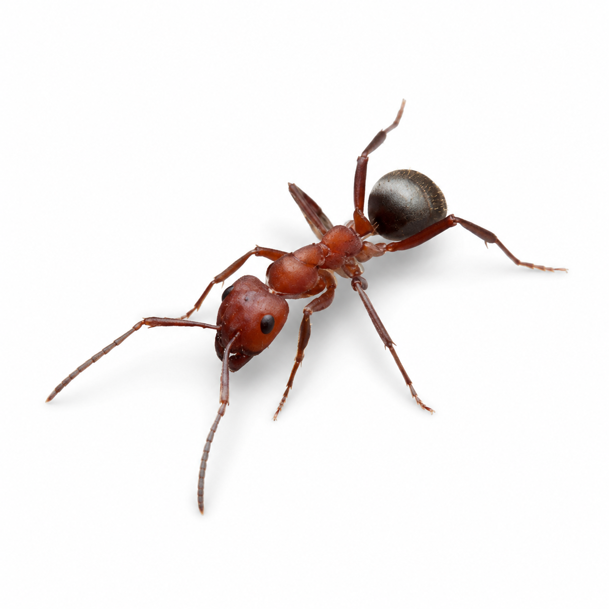 Formica pergandei – Pergande's Amazon Ant Queen / Colony