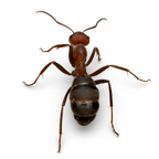 Formica obscuriventris – Shadow Wood Ant Queen / Colony
