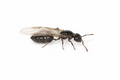 Crematogaster cerasi – Cherry Acrobat Ant Queen / Colony