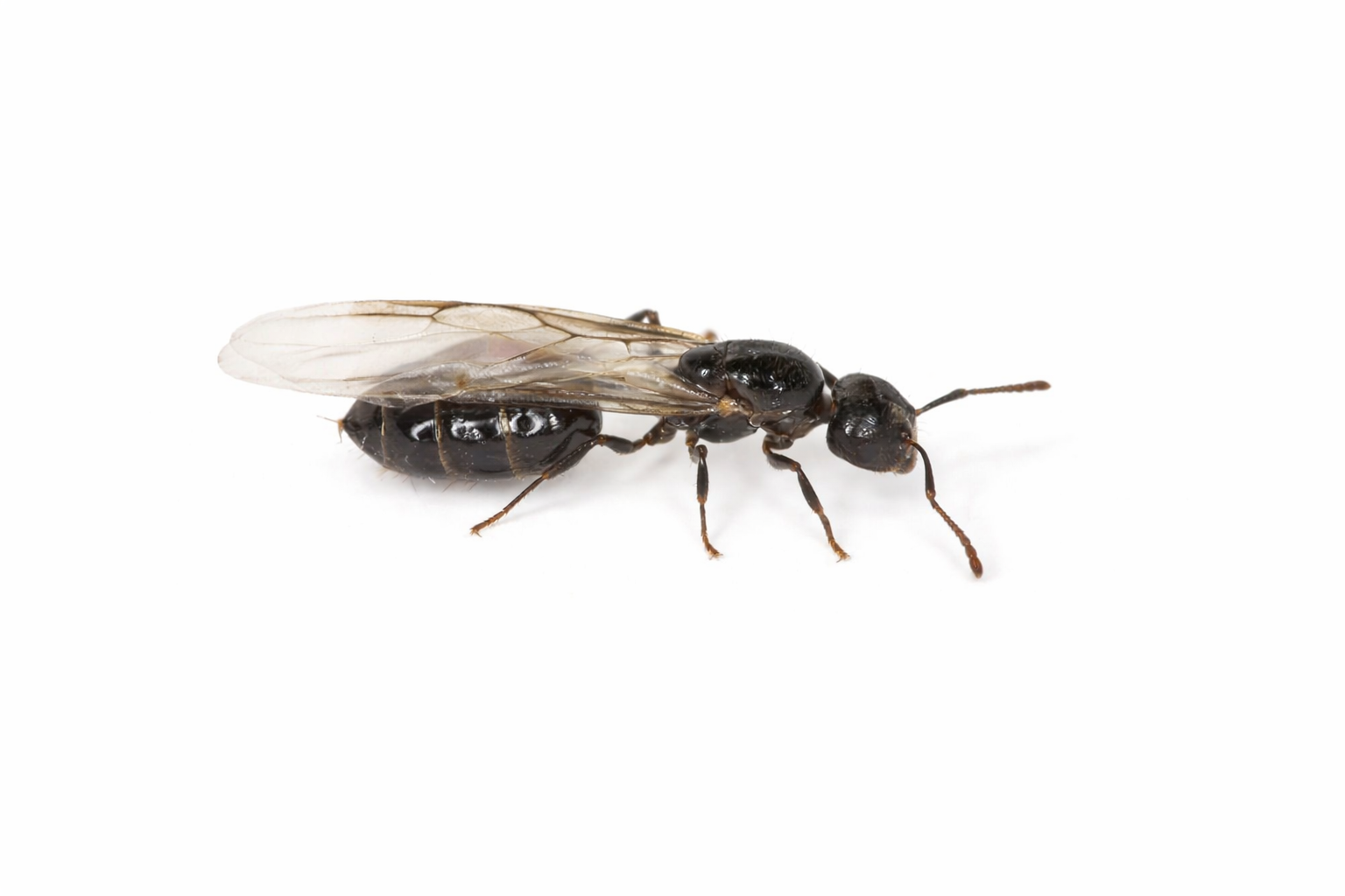 Crematogaster cerasi – Cherry Acrobat Ant Queen / Colony