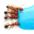 Tetramorium Bicarinatum (Guinea Ant) - Live Queen Ant Colony