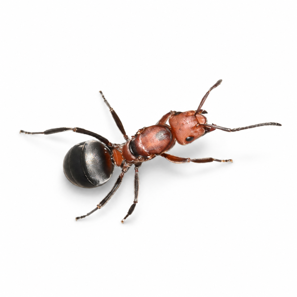 Formica obscuriventris – Shadow Wood Ant Queen / Colony