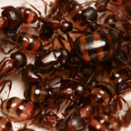 Camponotus subbarbatus – Bumblebee Carpenter Ant Queen / Colony