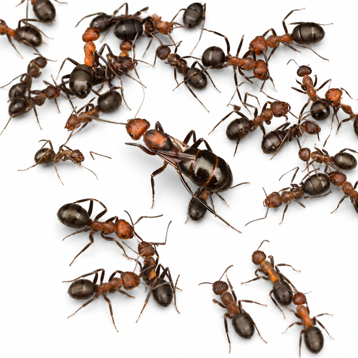 Formica obscuriventris – Shadow Wood Ant Queen / Colony