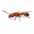 Tetramorium Bicarinatum (Guinea Ant) - Live Queen Ant Colony