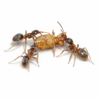 Lasius neoniger – Labour Day Ant Queen / Colony
