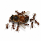 Myrmica rubra – European Fire Ant Queen / Colony