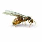 Lasius brevicornis – Short-horned Meadow Ant Queen / Colony