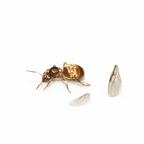 Lasius neoniger – Labour Day Ant Queen / Colony