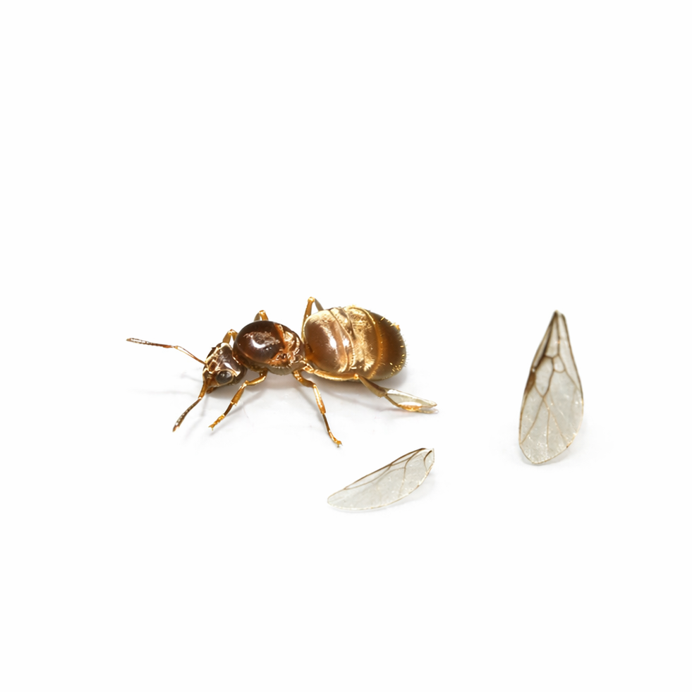 Lasius neoniger – Labour Day Ant Queen / Colony