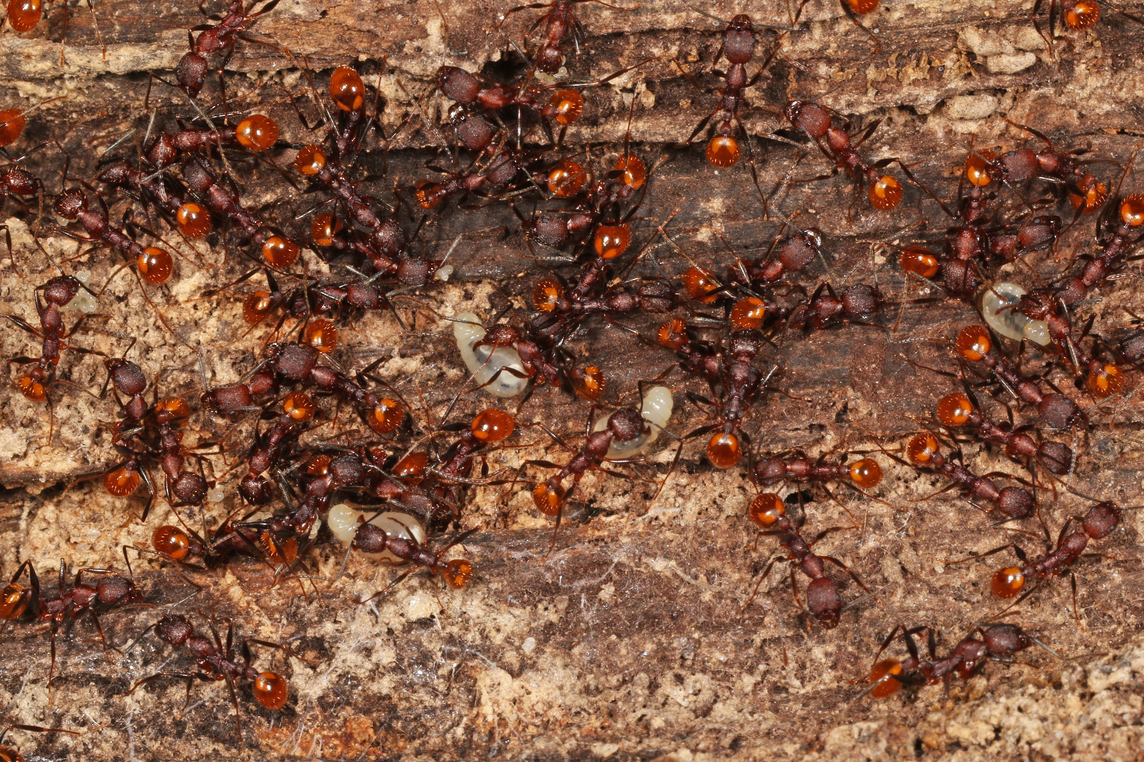 Aphaenogaster tennesseensis – Tennessee Collared Ant Queen / Colony