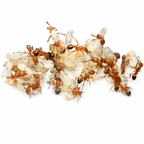 Tetramorium Bicarinatum (Guinea Ant) - Live Queen Ant Colony