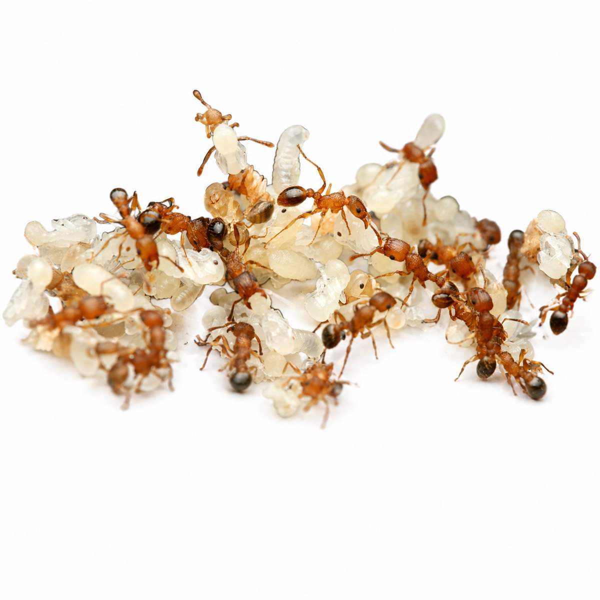 Tetramorium Bicarinatum (Guinea Ant) - Live Queen Ant Colony