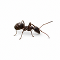 Formica montana – Prairie Mound Ant Queen / Colony