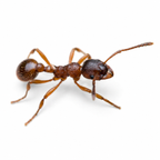 Myrmica rubra – European Fire Ant Queen / Colony