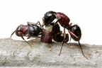 Camponotus novaeboracensis – New York Carpenter Ant Queen / Colony