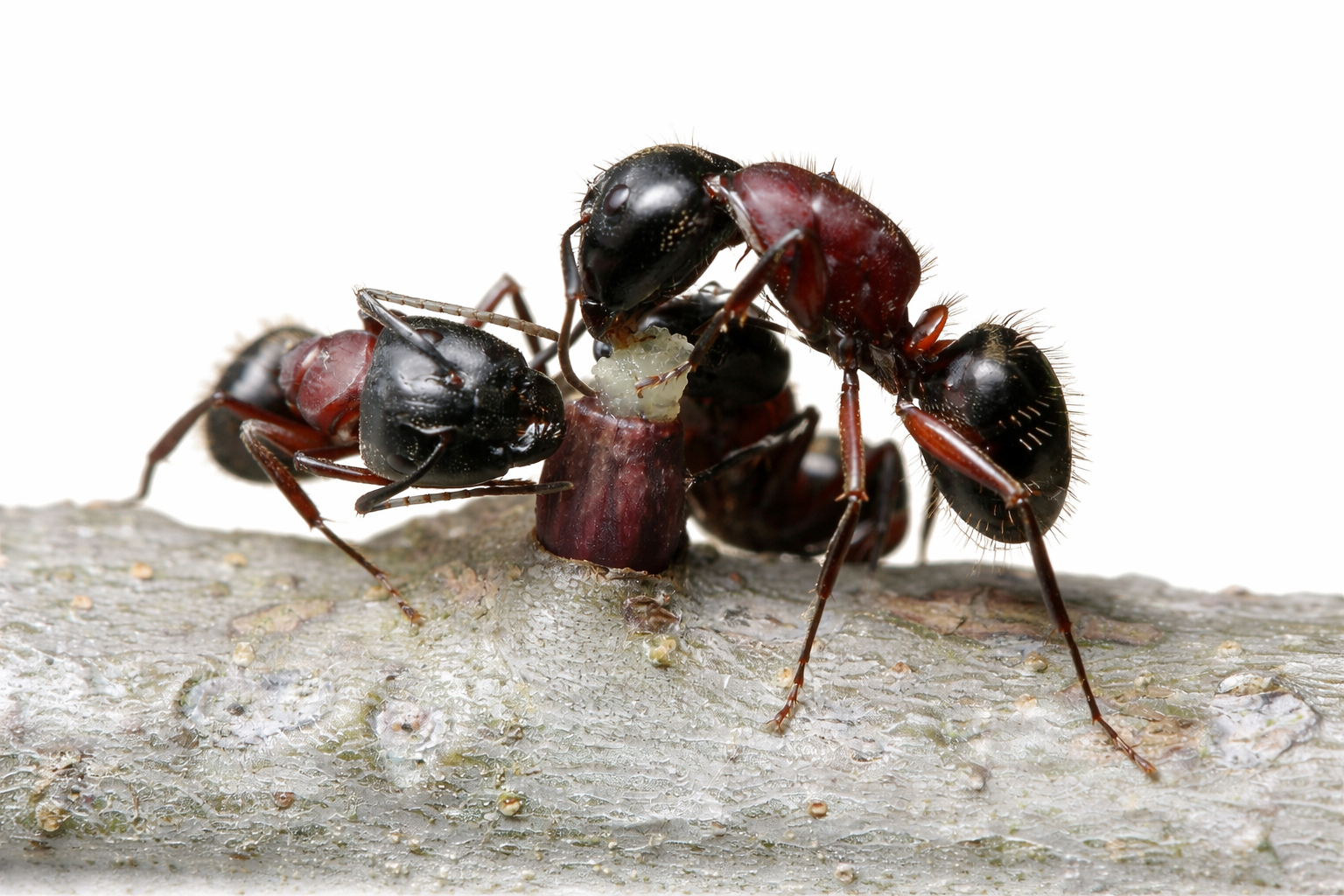 Camponotus novaeboracensis – New York Carpenter Ant Queen / Colony