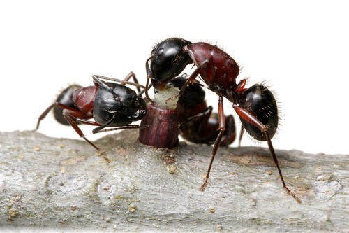 Camponotus novaeboracensis – New York Carpenter Ant Queen / Colony