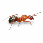 Formica aserva – Sanguinary Ant Queen / Colony