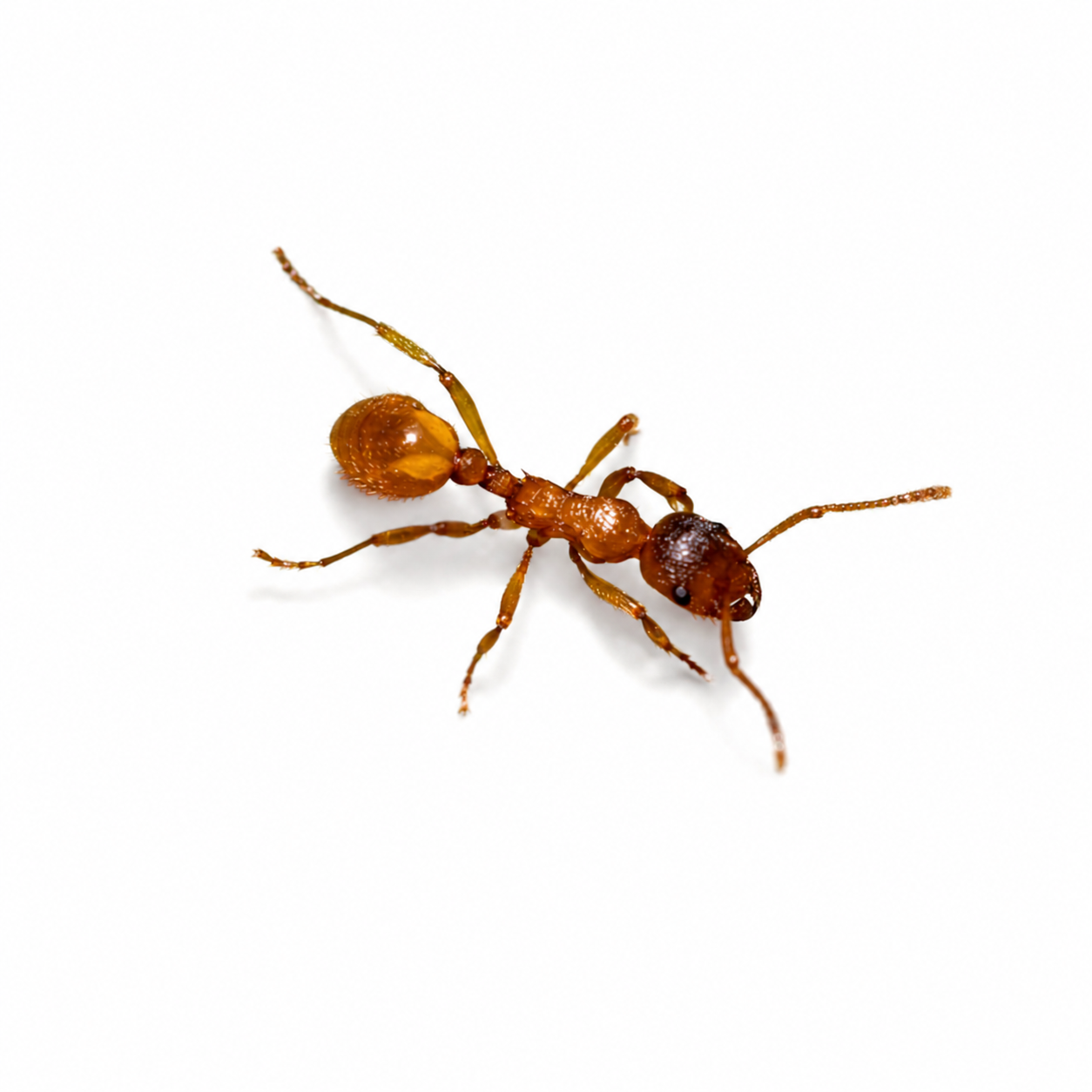 Myrmica rubra – European Fire Ant Queen / Colony