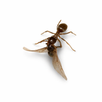 Lasius neoniger – Labour Day Ant Queen / Colony