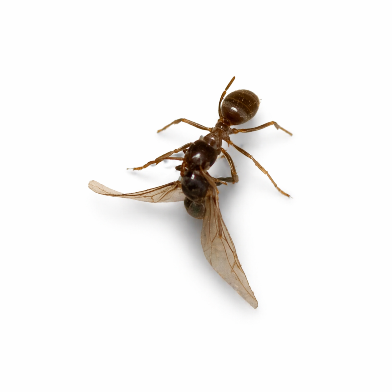 Lasius neoniger – Labour Day Ant Queen / Colony