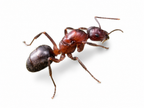 Formica ulkei – Ulke's Mound Ant Queen / Colony