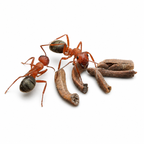 Formica aserva – Sanguinary Ant Queen / Colony