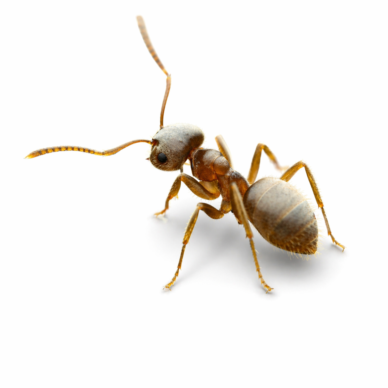 Lasius neoniger – Labour Day Ant Queen / Colony