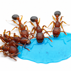 Tetramorium Bicarinatum (Guinea Ant) - Live Queen Ant Colony