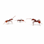 Aphaenogaster tennesseensis – Tennessee Collared Ant Queen / Colony