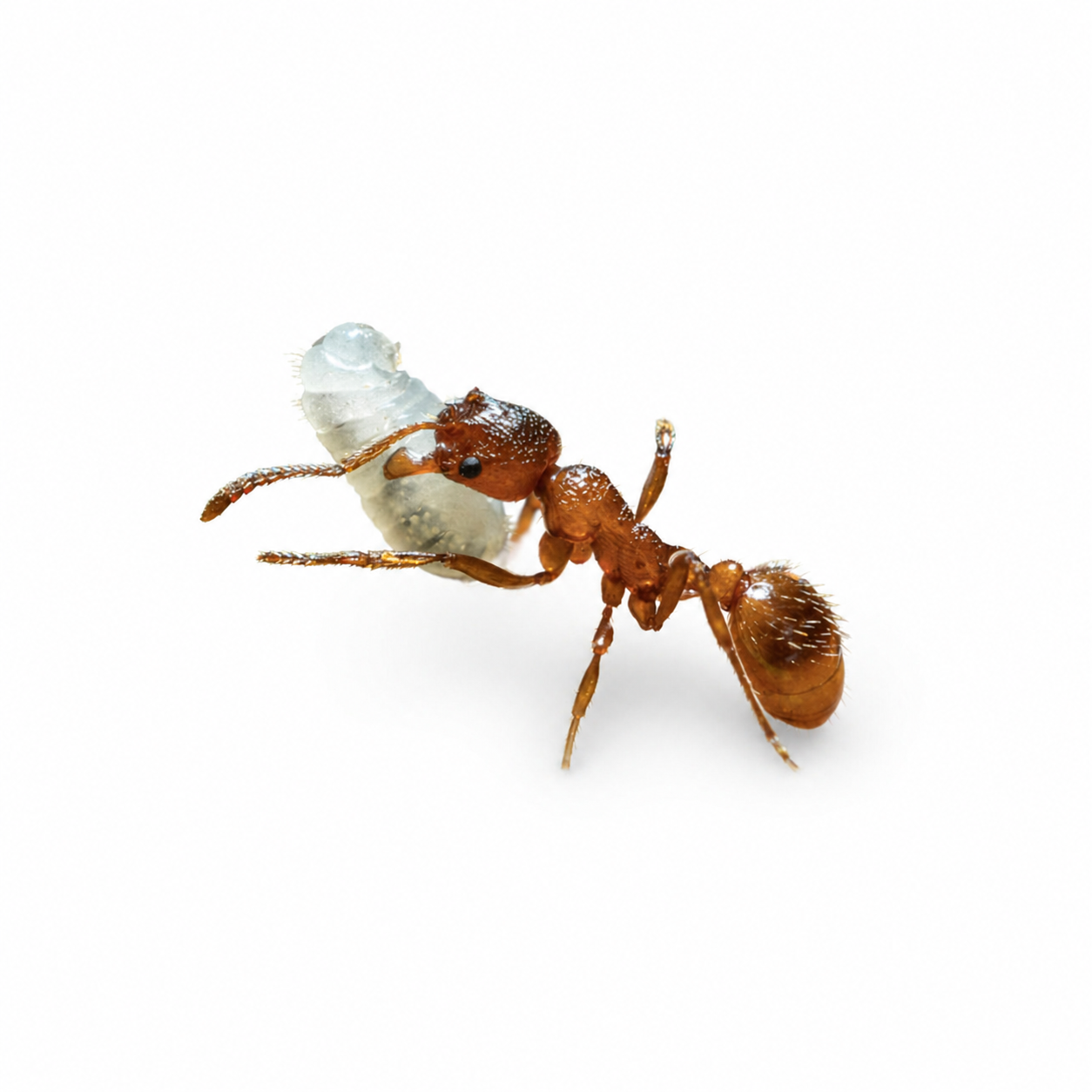 Myrmica rubra – European Fire Ant Queen / Colony